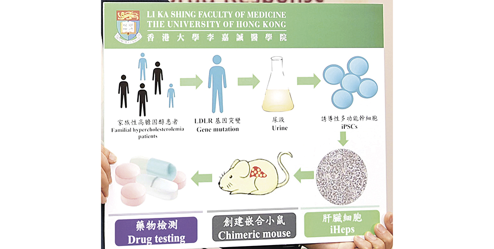 ▲港大首創利用嵌合幹細胞小鼠模型，測試家族性高膽固醇血症藥物在模擬人類體外和體內環境所產生的藥物反應。